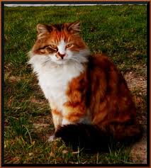 If you have a cat with long hair, and she is getting her tongue stuck trying to groom herself, you have a mat on your hands. Redcloud Calicoswarriorsrp Wiki Fandom