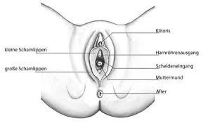 Hormonelle störungen als die häufigste ursache für risse in der schleimhaut der genitalien. Anatomie Und Funktion Der Ausseren Weiblichen Geschlechtsorgane Dkg