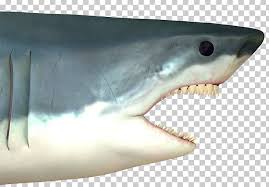 Browse 3,330 great white shark stock photos and images available, or search for great white shark australia or great white shark breach to find more great stock photos and pictures. Great White Shark Shark Attack Stock Photography Drawing Png Clipart Animals Background White Big Big Ben