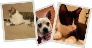 The san antonio river walk. Pet Adoption Events San Antonio Where Can I Adopt Pets In Schertz Homes For Pets