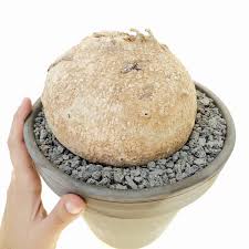 Image result for Raphionacme hirsuta