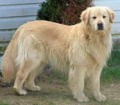 Light Yellow Golden Retriever Dog Breeds Beautiful Dog Breeds Most Beautiful Dog Breeds