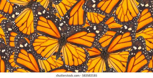 Arsh on apr, 19th, 2019. Orange Monarch Butterfly Close Natural Background Stock Photo Edit Now 583583185