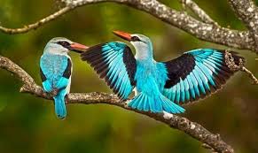 Senegal Ijsvogel Woodlands Kingfisher Halcyon Senegalensis In Africa By Anthony Robbins Bird Photo South African Birds South African Animals