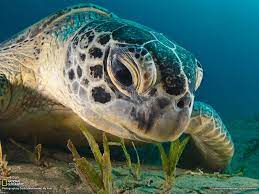 Green Sea Turtle Red Sea Animals Sea Creatures Animals Beautiful