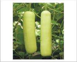 Image result for Lagenaria