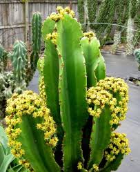 Cactus alargado, creo que se va a romper. Todo Sobre La Euphorbia Ingens Cactus Y Suculentas Como Es Etc
