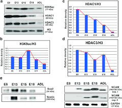 The Levels Of H3k9 Acetylation Hdac1 Hdac3 And Neural Markers In Download Scientific Diagram