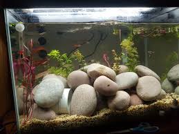 My 70 Litre Guppy Tetra Aquarium Aquarium Aquascape Guppy