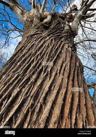 Image result for tree bark