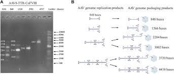 Image result for White 1999 AAV