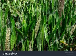Image result for Sansevieria hyacinthoides