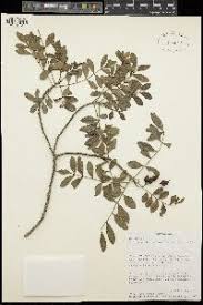 Image result for Pseudobersama mossambicensis