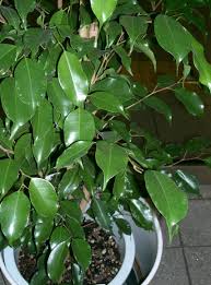 Image result for Ficus religiosa