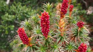 Image result for Scoparia