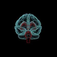 Major symptoms include hallucinations (typically hearing voices), delusions. Schizophrenia Linked To Abnormal Brain Waves Mit News Massachusetts Institute Of Technology