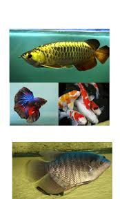 Adalah anggota vertebrata poikilotermik (berdarah dingin) yang hidup di air dan bernapas dengan insang baca juga artikel yang mungkin berhubungan : Pengertian Ikan Secara Umum Pdf Txt