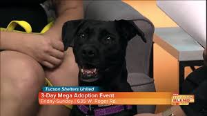 Our shelter is located at 4000 n. Find Your Perfect Pet With Tucson Shelters United