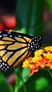 Maybe you would like to learn more about one of these? Monarch Butterfly Wallpaper Iphone Android Desktop Backgrounds