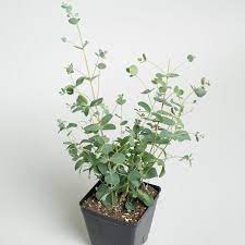 Eucalyptus Silver Drop Plants Eucalyptus Plant Sale