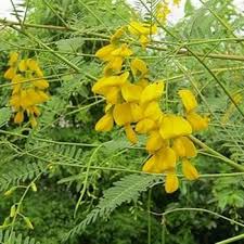Image result for Sesbania tetraptera