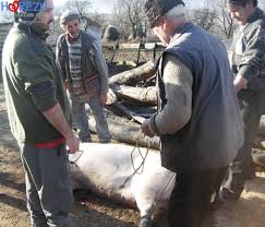 Beat spam with the best disposable email service. Obiceiuri Si Traditii La Horezu Taiatul Porcului Horezu