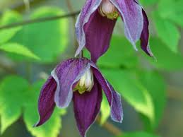Here are 21 of the best annual climbers for your garden. Climbers Can Have Tiny Gardens Punching Above Their Weight