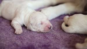 See more ideas about cute dogs, cute animals, cute puppies. Sleeping Newborn Puppy Golden Retriever By Rabbitcorporation Videohive