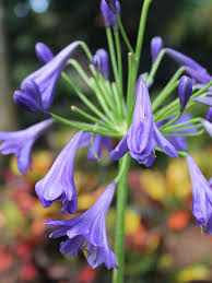 Image result for Agapanthus codii