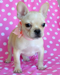 Find local french bulldog puppies for sale and dogs for adoption near you. Teacup Puppies For Sale Florida Puppies For Sale Tampa Puppies For Sale Orlando Teacup Puppies For Sale Miami Florida Teacup Yorkie Puppies For Sale Florida Cassie S Closet