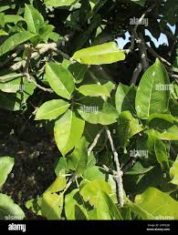 Image result for Ficus ingens