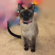 Derived from the wichianmat landrace, one of several varieties of cat native to thailand (formerly known as siam). Carla S Siamese Kittens Home Facebook