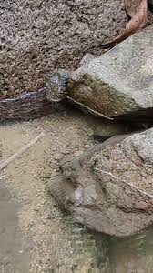 Itu tuh lihat tuh ada tuh, kata cha sambil mengarahkan ke ikan mas berwarna kuning keemasan. Discover Ikan S Popular Videos Tiktok