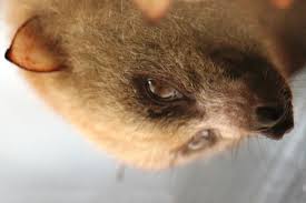 They fly at night and carry zoonotic diseases. Watch Falling Sex Bats Give Us A Glimpse Into The Weird World Of Bat Mating Animal Behaviour Earth Touch News