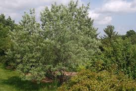 Image result for Hippocratea buchananii