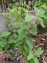 Image result for Vitex thyrsiflora