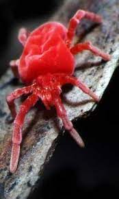 Riesenauswahl an produkten für zuhause. Velvet Mite From Australia What S That Bug