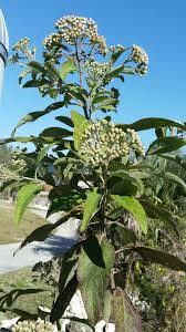 Image result for Pluchea