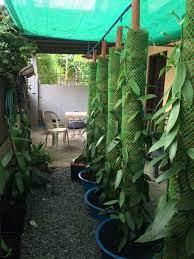 Growing Vanilla In An Urban Setting Part 1 Agriculture Monthly