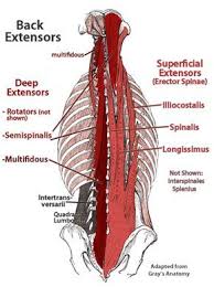 Those Little Spasms Aches And Pains Are What Often Become The Bigger Injury Here Are Three Truths About Your Back Muscle Anatomy Muscle Diagram Anatomy
