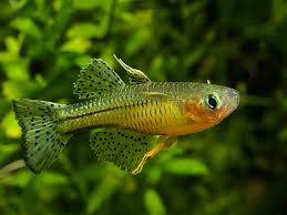 Image result for Pseudobromus engleri