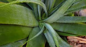 Image result for Aloe spicata