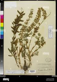 Image result for Lupinus mexicanus