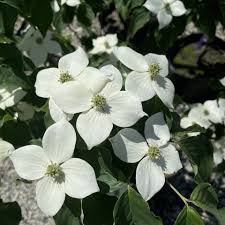 Image result for Cornus