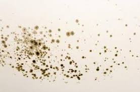 How do i clean black mold in shower silicone? How To Get Rid Of Mold In A Shower