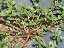 Moss rose supposedly has an unpleasant bitter taste. Purslane A Nutrient Dense Weed With High Omega 3 Survival Gardener