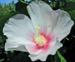 Image result for Hibiscus mutatus