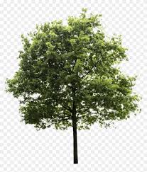 There's tons of file converters that allow you to do this, but none make it easy to remove the background. High Quality Png Transparent Background Transparent Background Tree Png Free Transparent Png Clipart Images Download