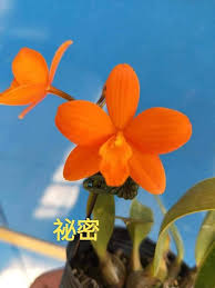 Image result for Kotschya ochreata