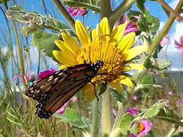 Reserva De La Biosfera Mariposa Monarca Comision Nacional De Areas Naturales Protegidas Gobierno Gob Mx